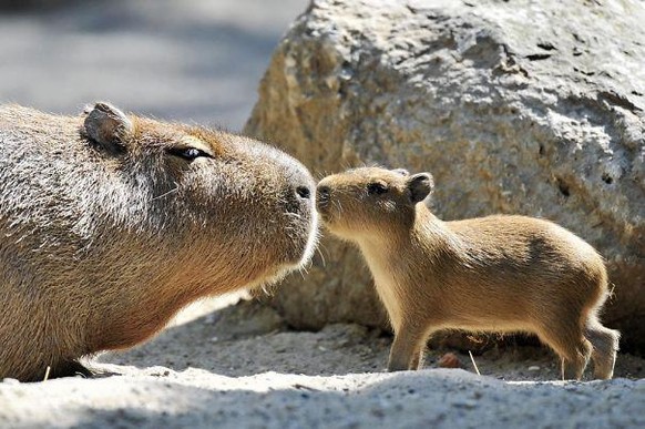 capybara

https://imgur.com/gallery/XKtnH