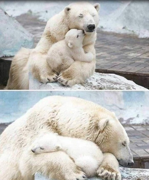 Cute News: Tierische Eltern und ihr Nachwuchs.