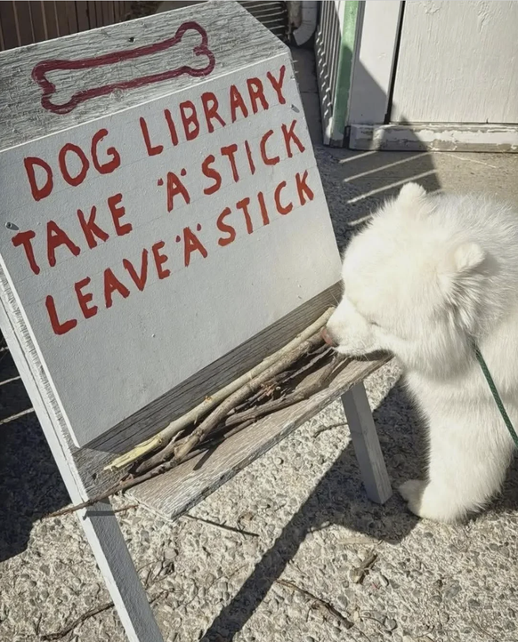 Die lustigsten Tierbilder der Woche: Hund und Stöckchen