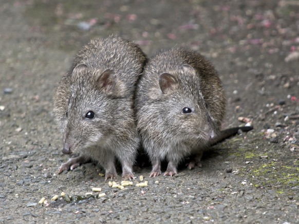 Potoroo/Kaninchenkänguru