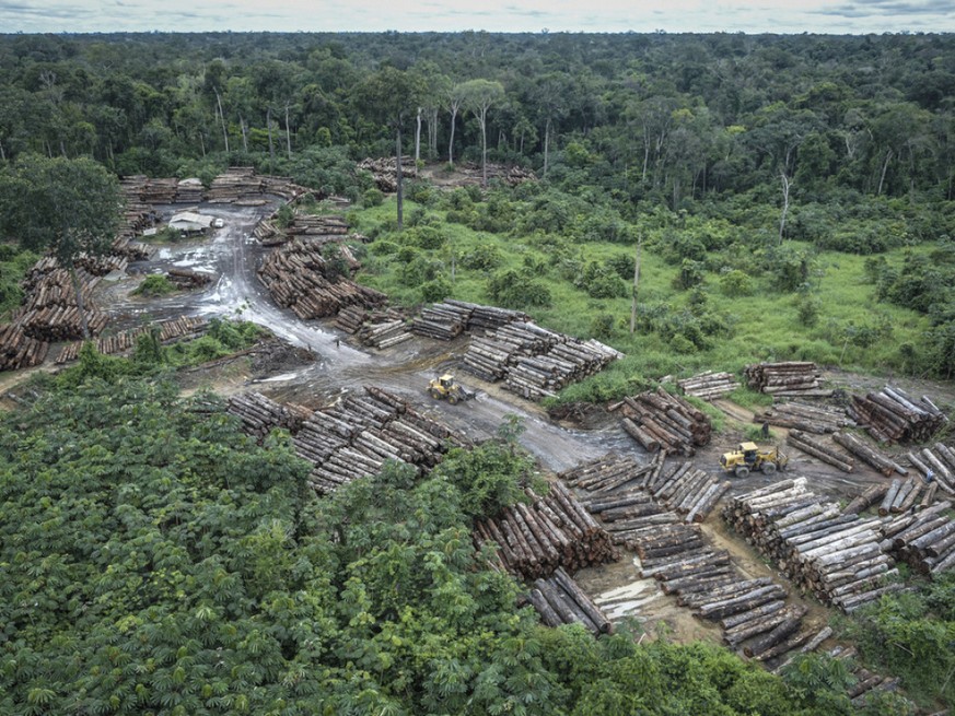 Der brasilianische Regenwald wird illegal abgeholzt (Archivbild).