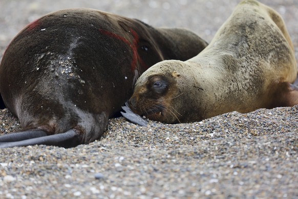 A sea lion lays beside another dead sea lion at an Atlantic Patagonian beach near Viedma, R