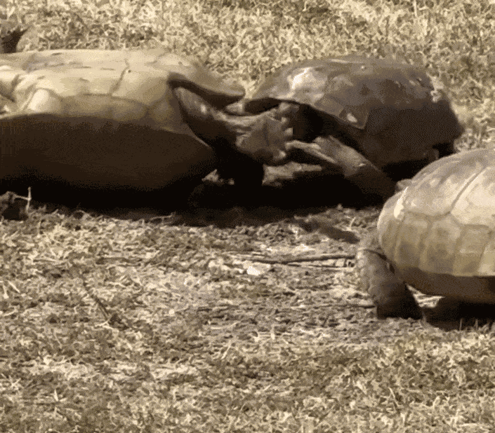 Animiertes GIF