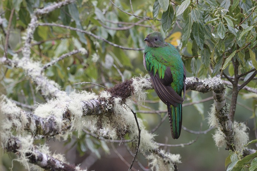 Quetzal