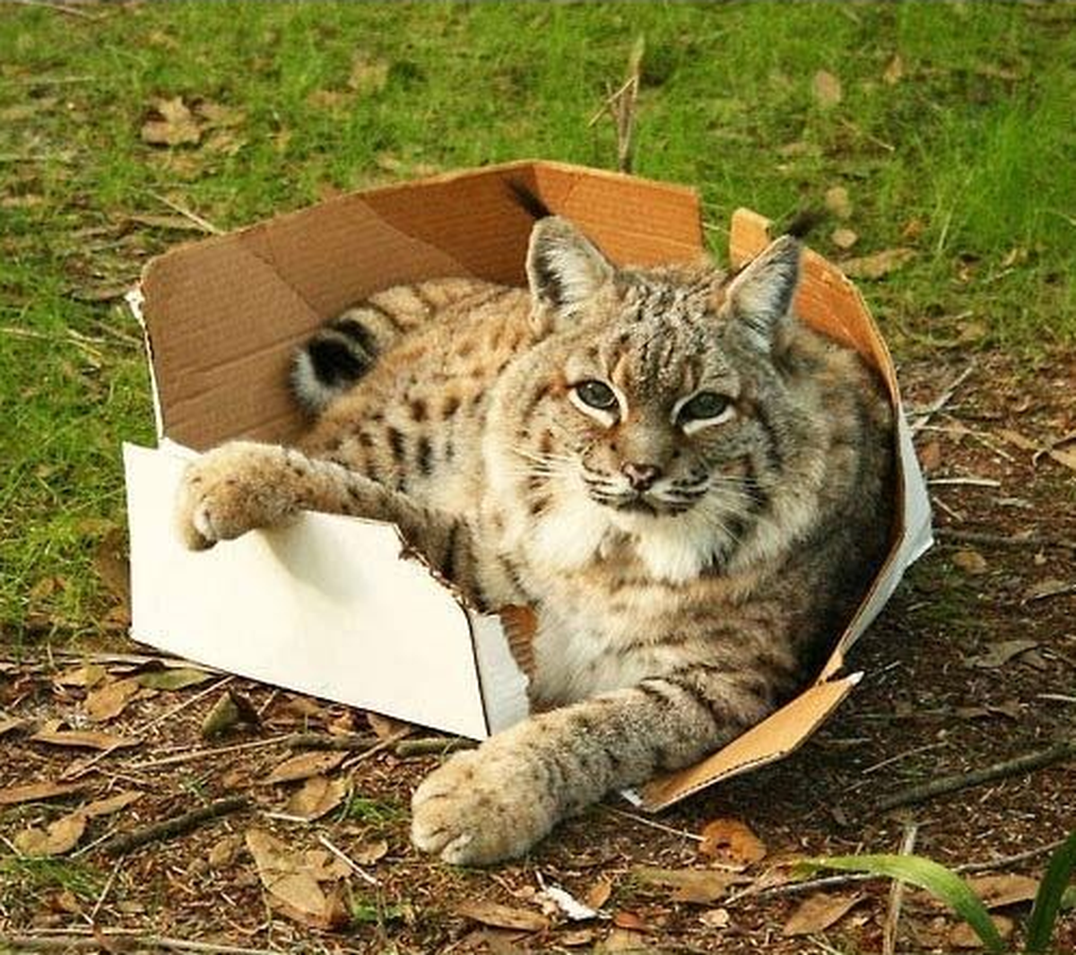 Wildkatze in Karton.

http://iwastesomuchtime.com/72253