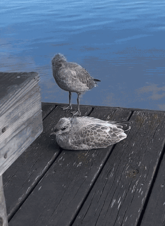 Animiertes GIF
