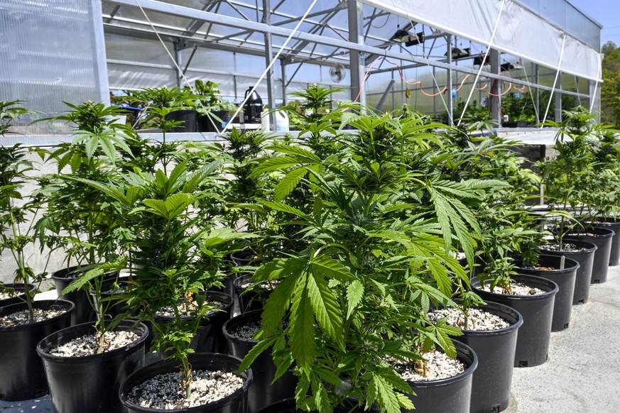 FILE - Marijuana plants are seen at a secured growing facility in Washington County, N.Y., May 12, 2023. The U.S. Drug Enforcement Administration will move to reclassify marijuana as a less dangerous  ...