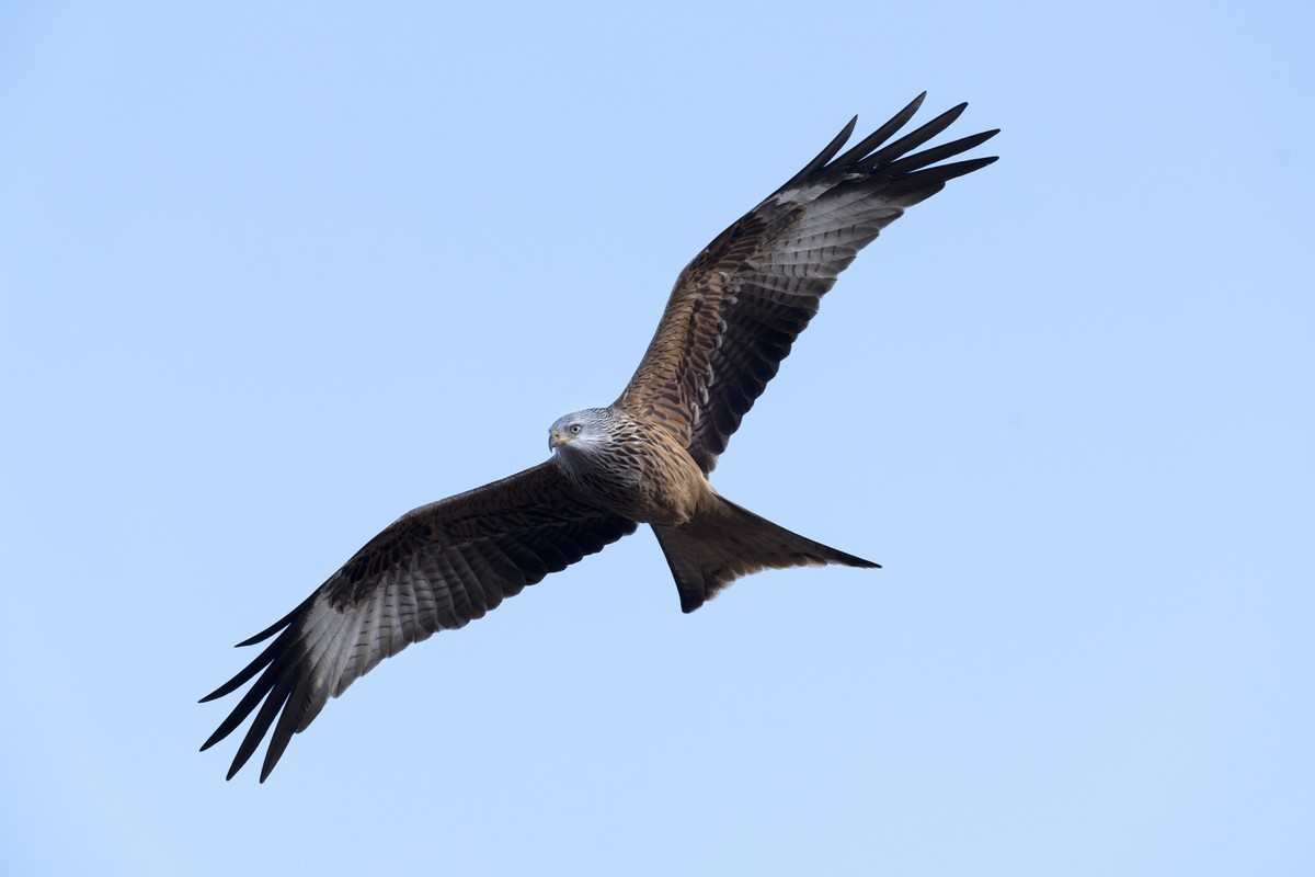 Rotmilan im Flug, fotografiert am Montag, 7. Februar 2022 in Neerach. Das Neeracherried ist mit einer Flaeche von 105 Hektar eines der letzten grossen Flachmoore der Schweiz. Es bietet Lebensraum fuer ...