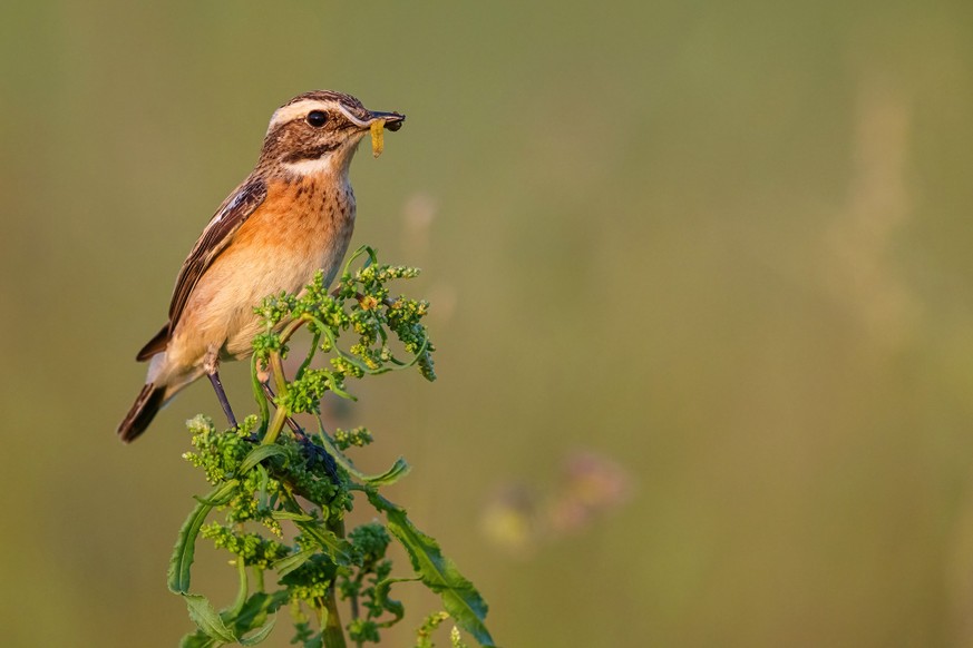 Vogel des Jahres 2027: Die Kandidaten von BirdLife Schweiz sind bekannt, hier das Braunkehlchen.