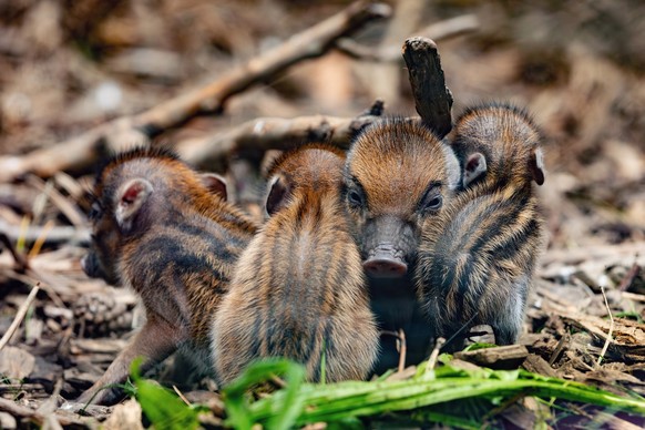 Visayanische Warzenschweine Sus cebifrons negrinus auf einer Wiese, Bayern, Deutschland, Europa *** Visayan Warthogs Sus cebifrons negrinus at a Meadow, Bavaria, Germany, Europe Copyright: imageBROKER ...