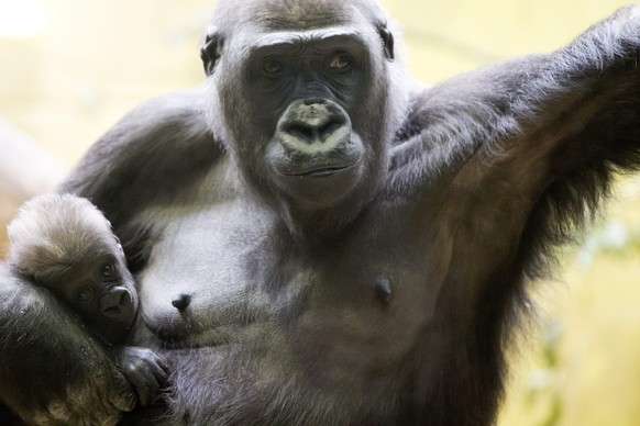 ARCHIVBILD ZUM TOD DES GORILLA-WEIBCHENS MAMITU IM ZOO ZUERICH, AM DONNERSTAG, 07. FEBRUAR 2019 ----Flachlandgorilla-Weibchen Mamitu haelt ihre Tochter Mawimbi am Mittwoch, 19. September 2012 im Zoo i ...