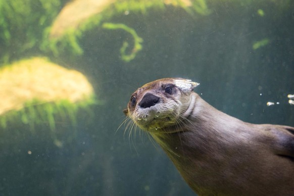 cute news animal tier otter

https://imgur.com/t/otters/nTtHf5K