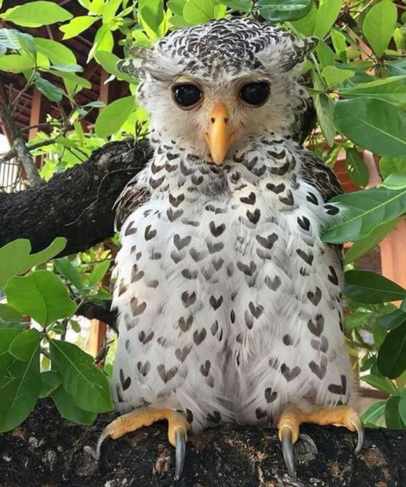 cute news tier eule vogel

https://www.instagram.com/p/C18YpgLAeMl/