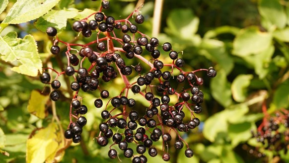 Welcher Obstbaum Wächst Am Schnellsten