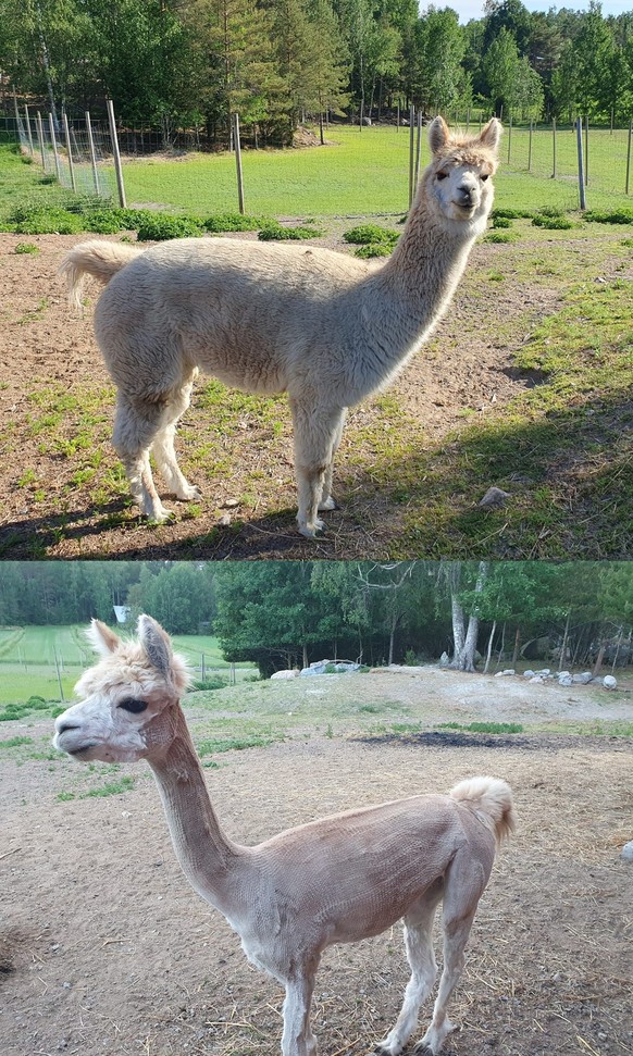 cute news tier llama

https://imgur.com/gallery/before-after-summer-cut-sr9IYw4#/t/aww