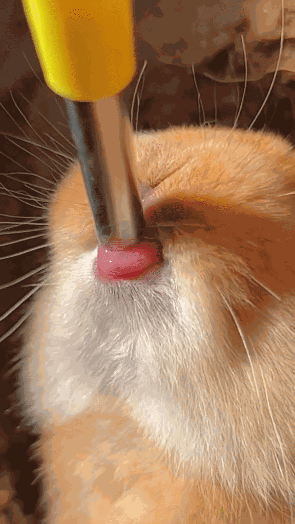 Animiertes GIF