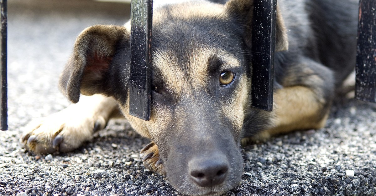 In welchen Ländern es Strassenhunde am besten haben – und in welchen am schlechtesten