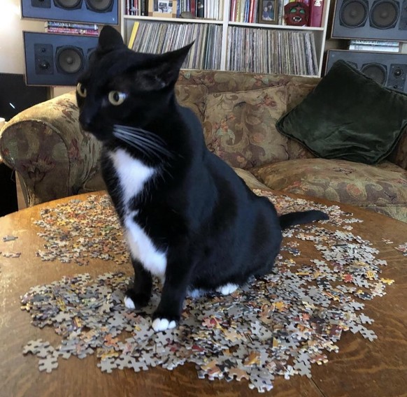 cute news tier katze

https://www.reddit.com/r/CatsBeingCats/comments/1hk7wd9/practicing_her_nonverbal_communication_skills/