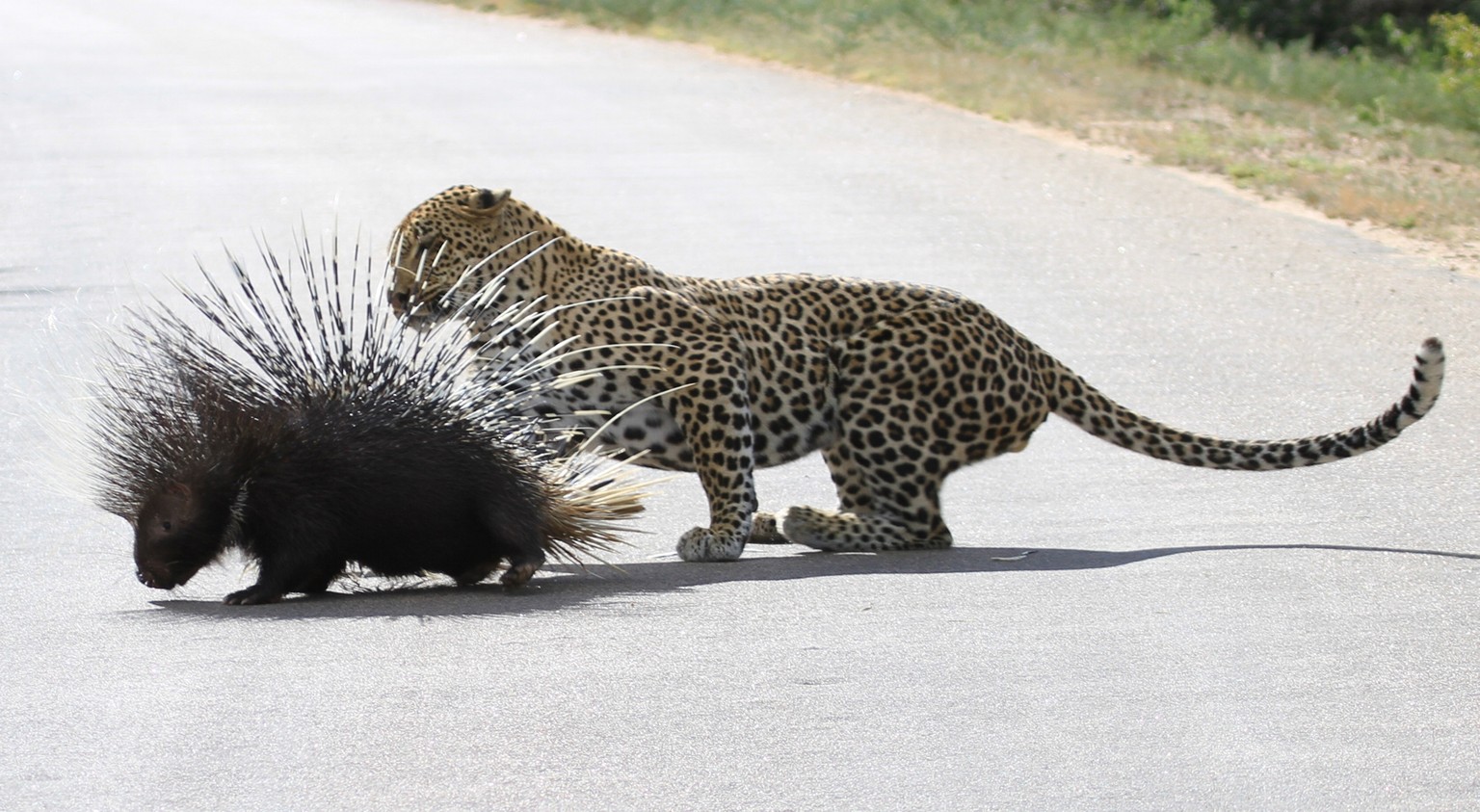 Dieser Leopard will ganz sicher nicht spielen