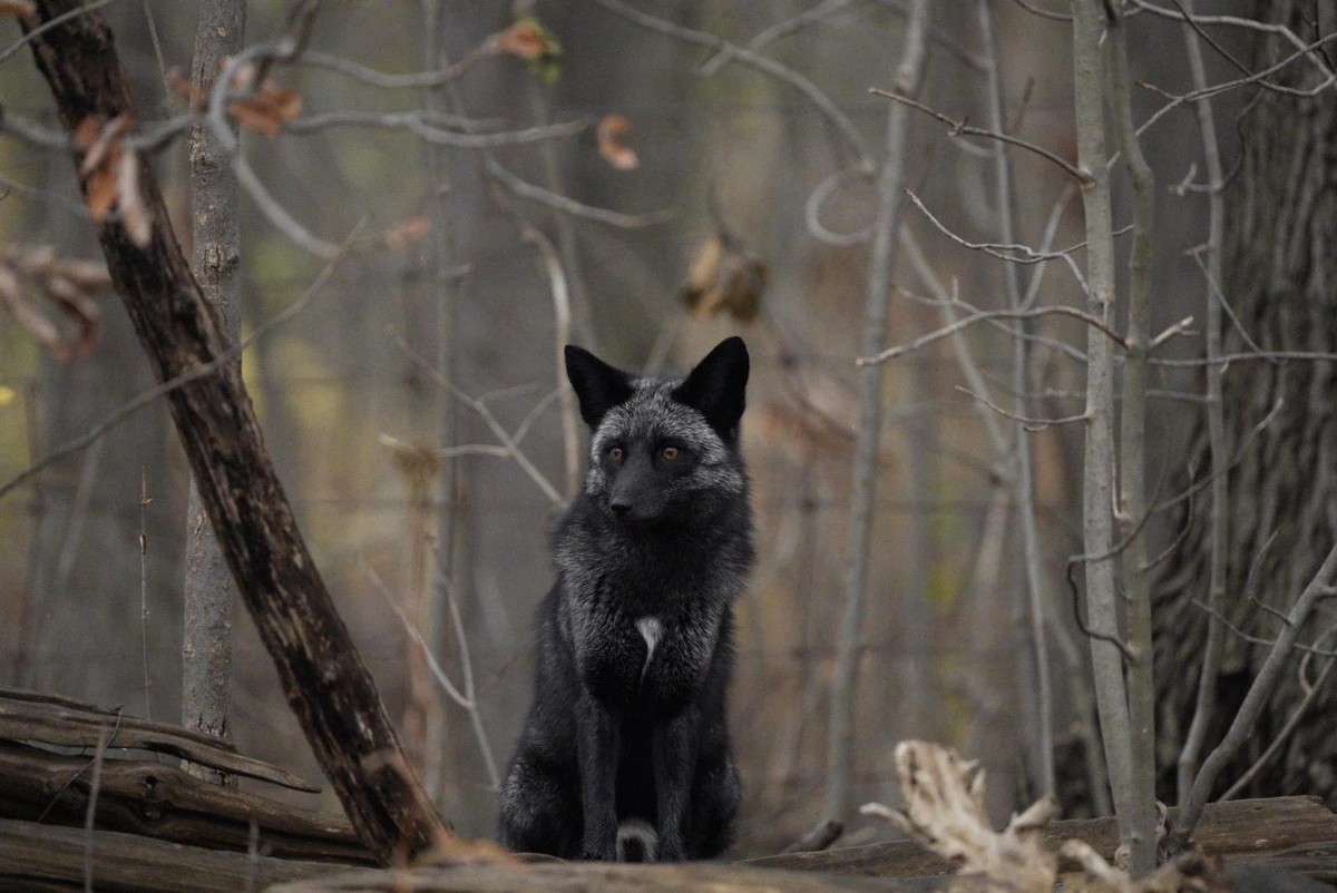 cute news tier silver fox

https://www.reddit.com/r/NatureIsFuckingCute/comments/1gwtgb2/those_ears/