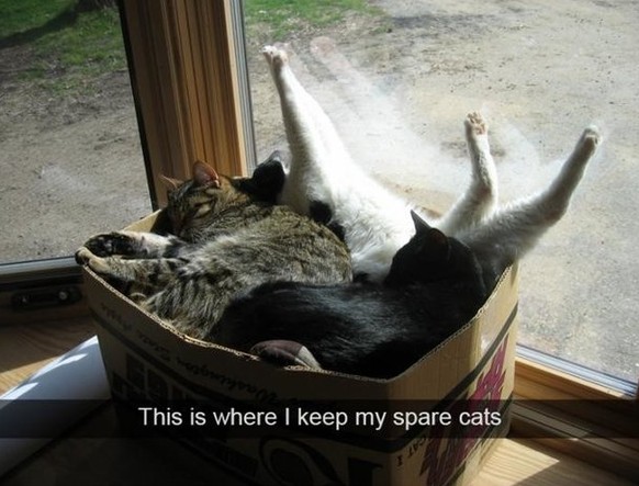 Katzen in einer Schachtel

http://funsubstance.com/fun/362604/box-of-spare-cats/