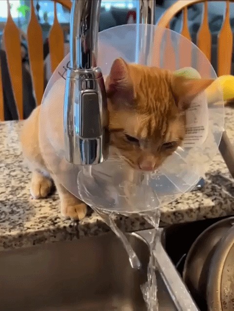 GIF animé