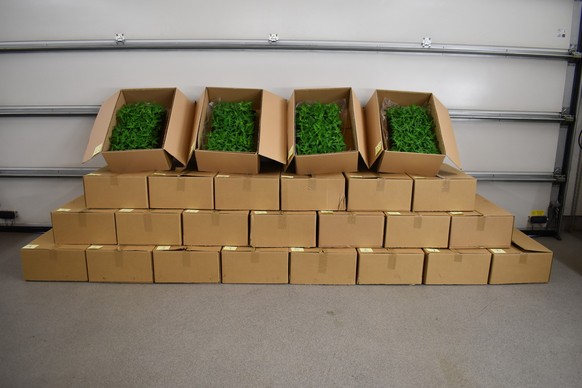 Hanfpflanzen Diepoldsau Zoll