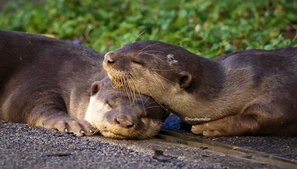 nice news animal otter https://www.reddit.com/r/Otters/comments/ywg3ly/nap_time/