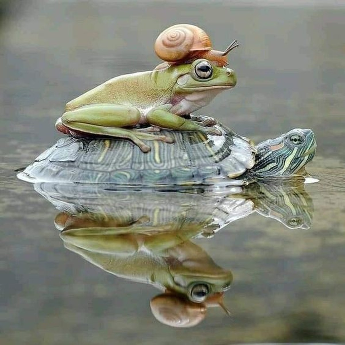 cute news tier schildkröte frosch schnecke

https://ch.pinterest.com/pin/15551561204409379/