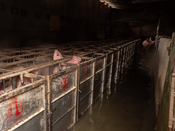 For pigs in such cages there was no escape if the water was too high.