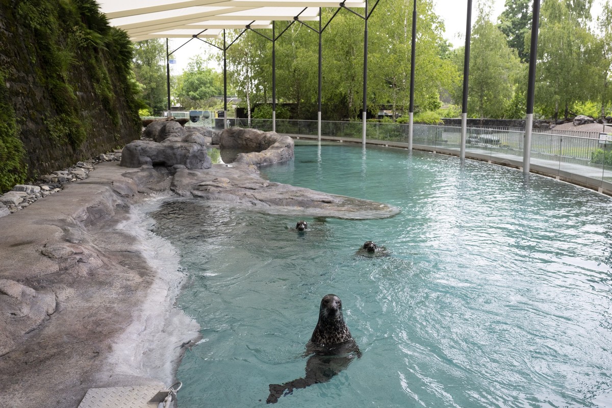 Seehunde erkunden die neue Anlage im SeehundFjord, am Donnerstag, 22. Mai 2025, im Tierpark Daehlhoelzli in Bern. Die 20-jaehrige Anlage wurde letztes Jahr zur modernsten in Zentraleuropa erneuert und ...