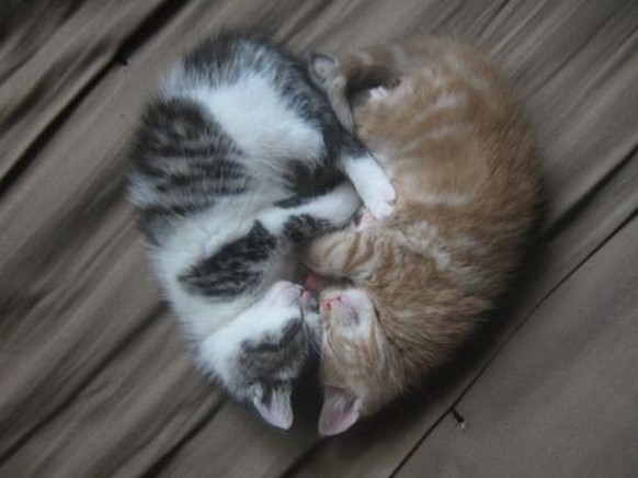 Katzen bilden zusammen ein Herz