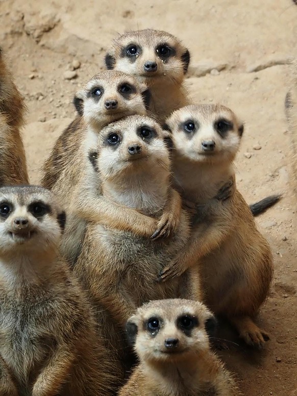 cute news animal tier erdmännchen meercat

https://imgur.com/t/meercat/WnY1Dvt