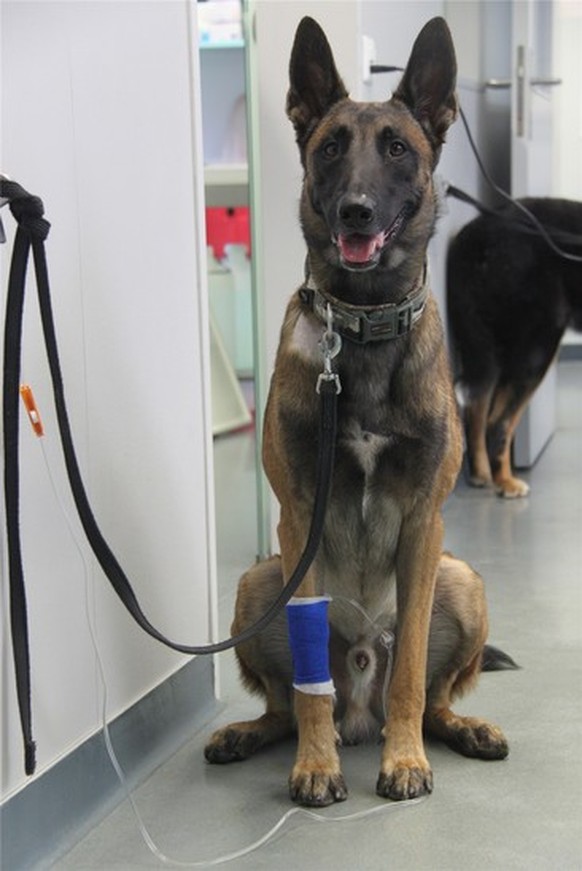Wohlauf: Boomer nach der Blutspende für Notfall-Patient Milu.