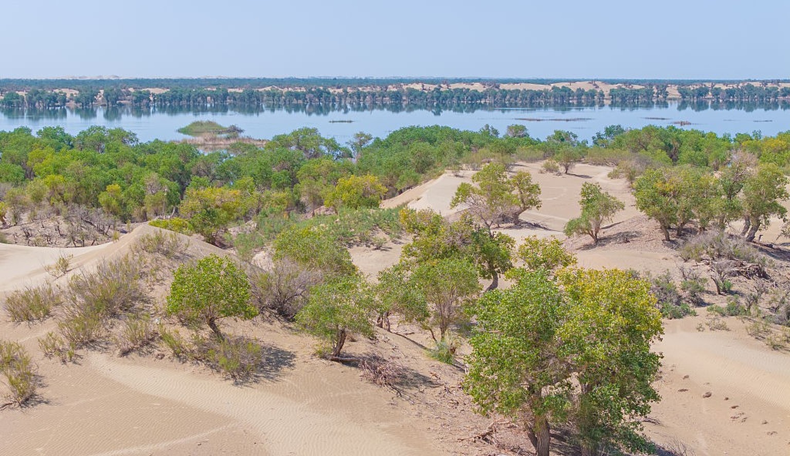 BAZHOU, CHINA - AUGUST 27, 2025 - Populus euphratica trees growing on both banks of the Tarim River at the edge of the Taklimakan Desert in Bayingolin Mongolian Autonomous Prefecture, China on August  ...