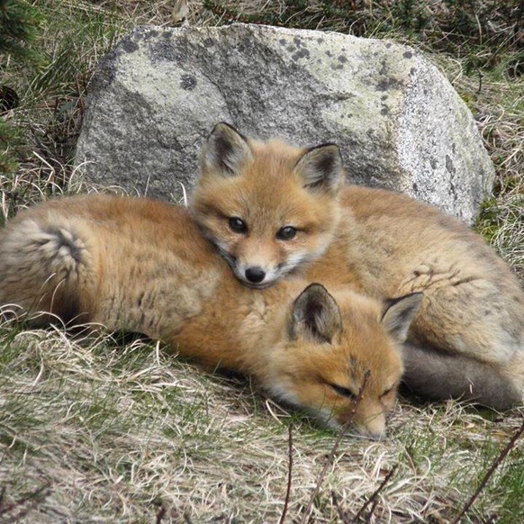 cute news animal tier fuchs

https://imgur.com/t/foxes/u0IObcJ