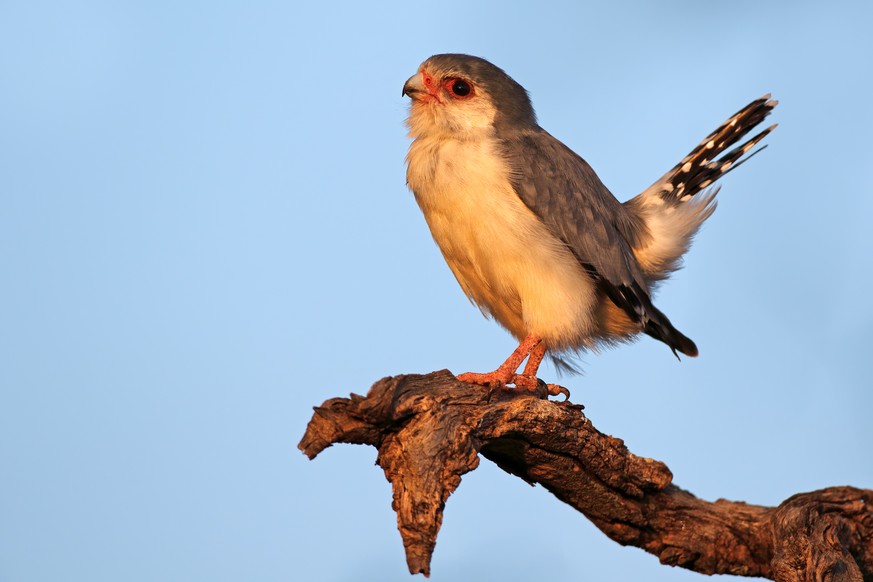 Halsband Zwergfalke