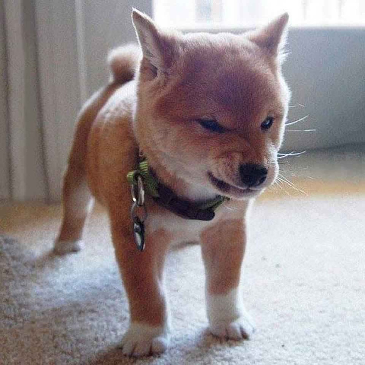 Hässiger Hund
Cute News
http://imgur.com/gallery/c7fde