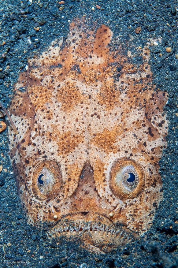 «Startled by stargazer» («Erschreckt vom Sternengucker»)