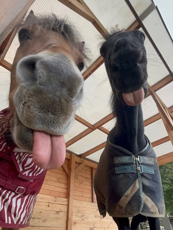 cute news tier pferd

https://ch.pinterest.com/pin/16818198602839668/