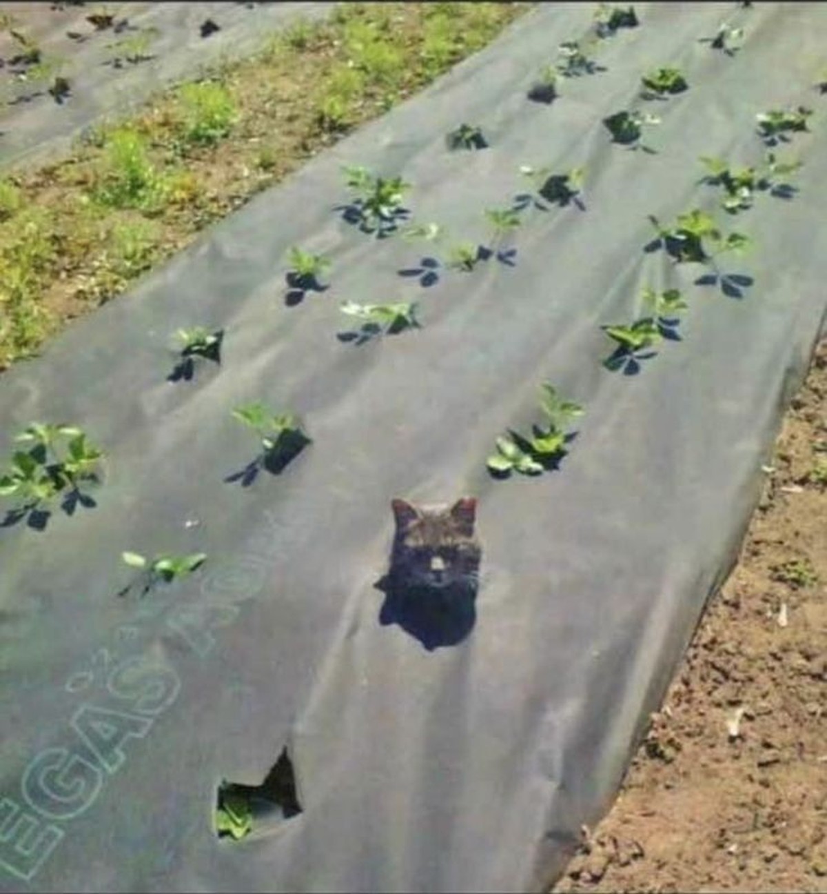 cute news tier katze

https://ch.pinterest.com/pin/30188259995831413/