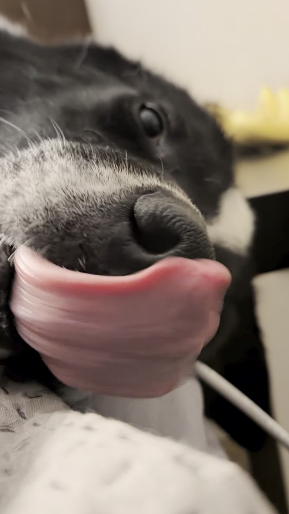 cute news tier hund

https://imgur.com/gallery/bestest-boy-ypykYac#/t/aww