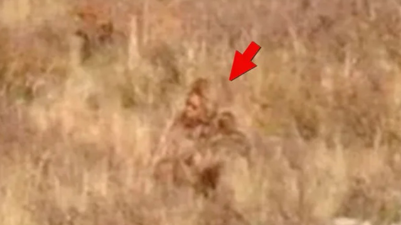 Ein Salbei-Feld in Colorado und mittendrin hockt Bigfoot.