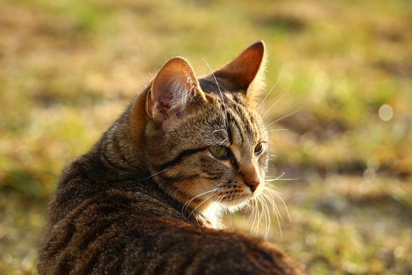 Katze in der Natur

https://pixabay.com/de/katze-getigert-k%C3%A4tzchen-hauskatze-1184719/