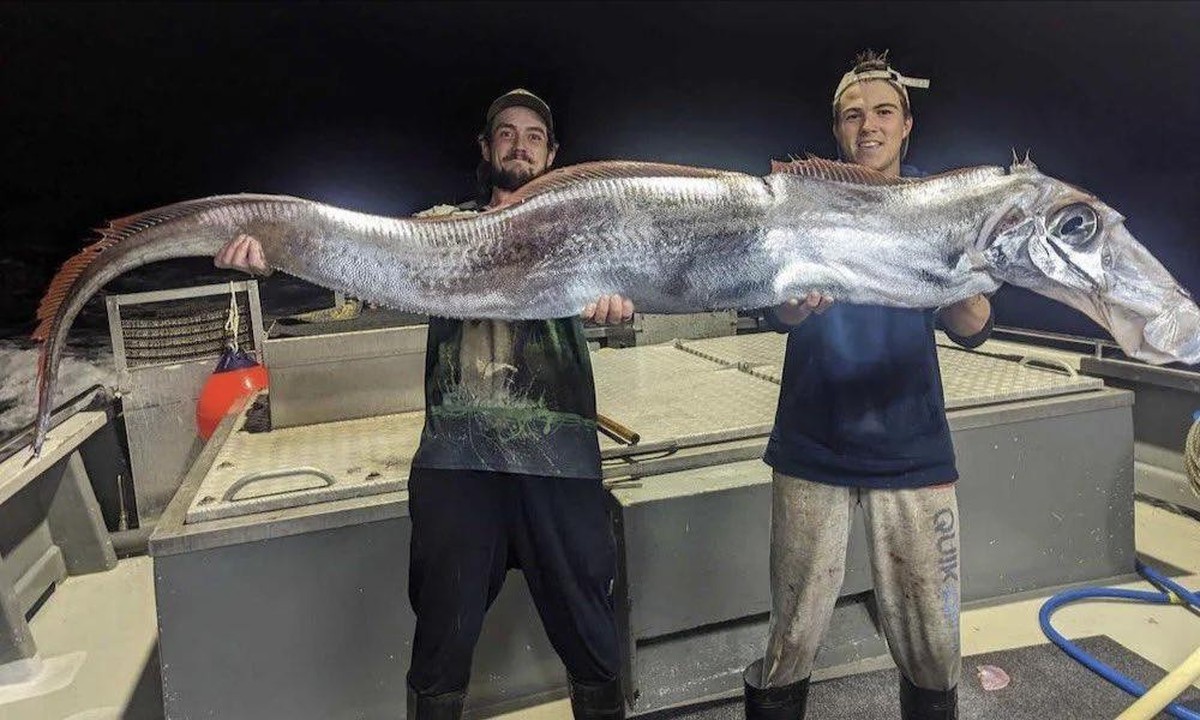 creepy nature

https://www.reddit.com/r/oddlyterrifying/comments/1gaevhh/this_fish_caught_in_australia/