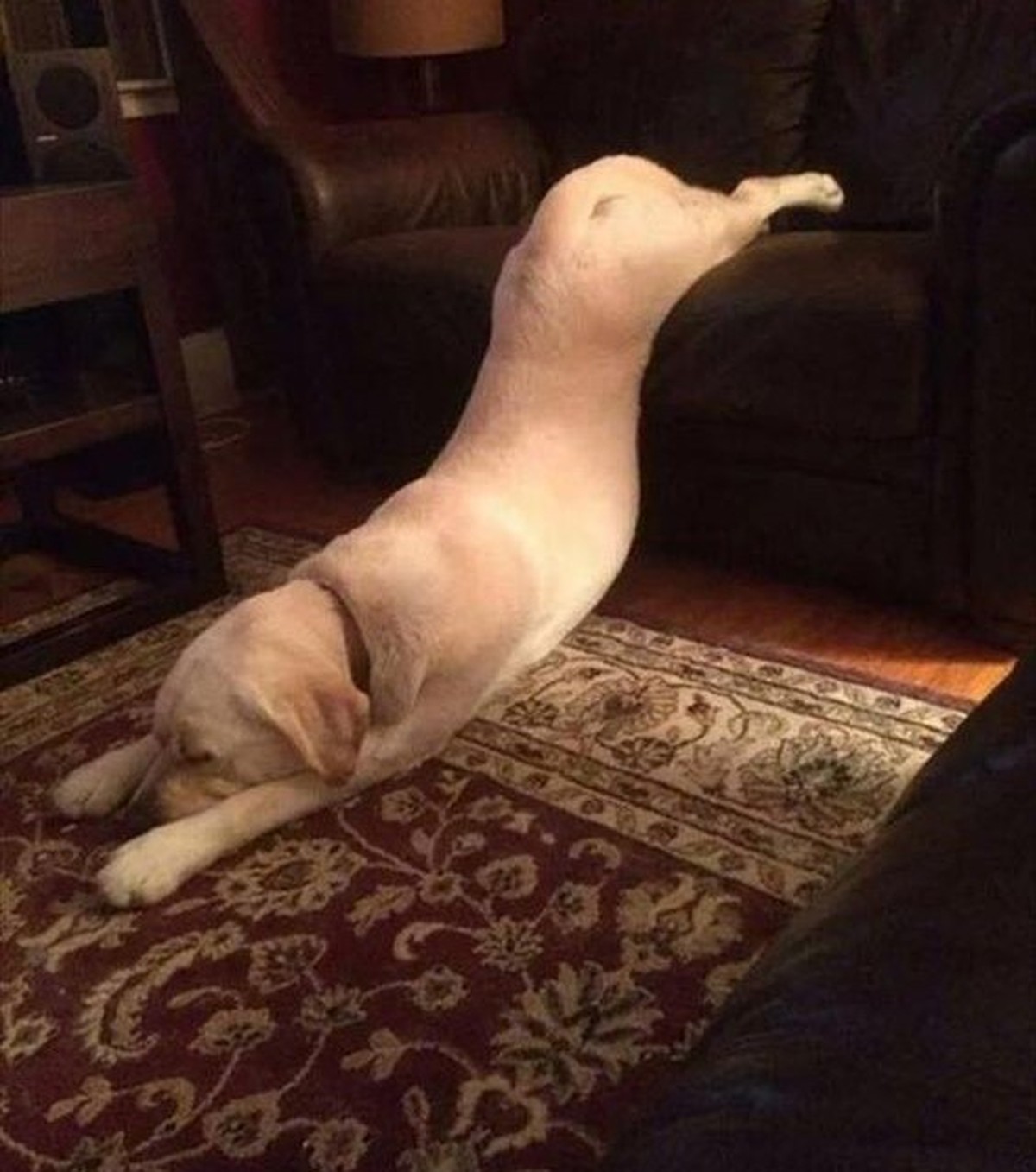 Hund auf Sofa
