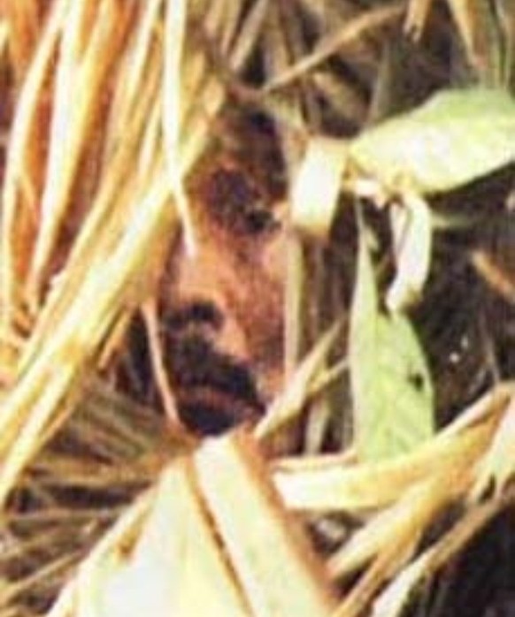 Aufnahme des Índio do buraco.