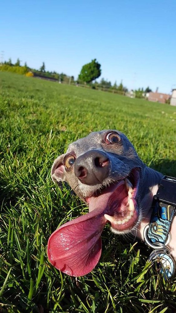 cute news tier hund

https://ch.pinterest.com/pin/1064116218181375678/
