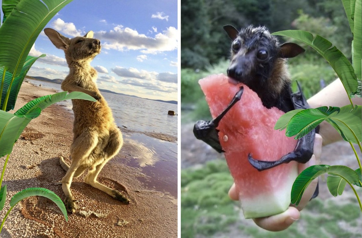 Die lustigsten Tierbilder der Woche
