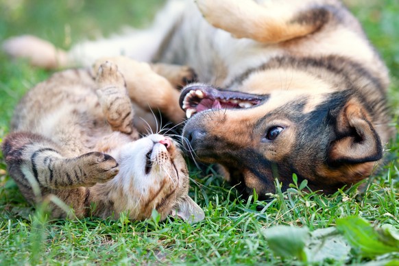 Katze und Hund, die vielleicht gleich heissen.